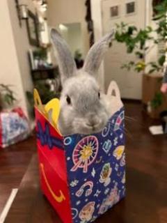 Enlarge McNugget, an adopted mixed breed in Haltom City, TX image 2/5