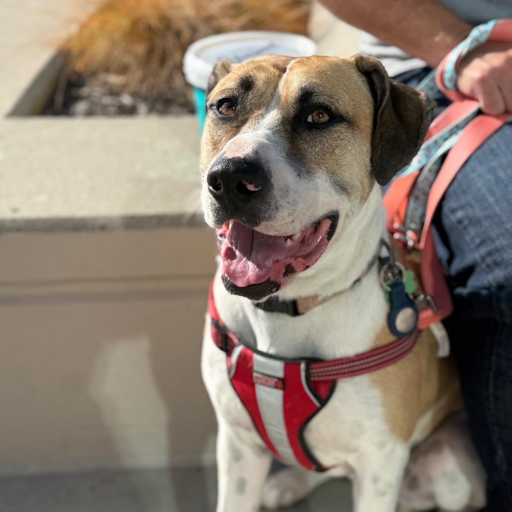 Olive, a Adoptable Mixed Breed in Olathe, KS image 1/5