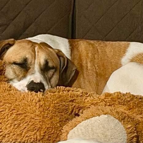 Olive, Adoptable, Adult Female Mixed Breed.