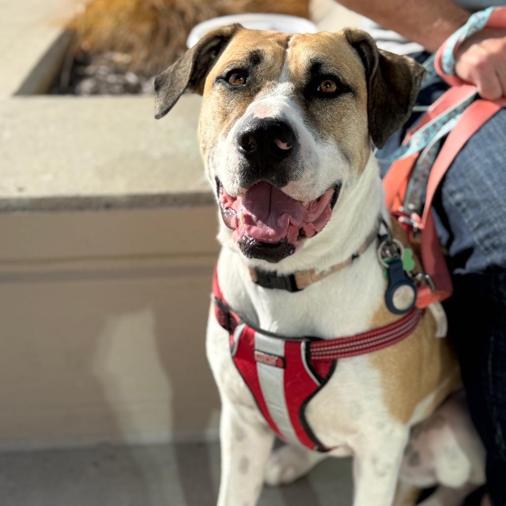 Olive, a Adoptable Mixed Breed in Olathe, KS image 3/5