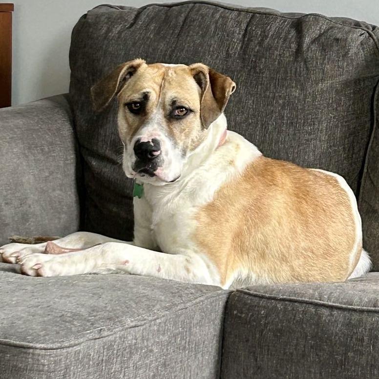 Olive, a Adoptable Mixed Breed in Olathe, KS image 4/5