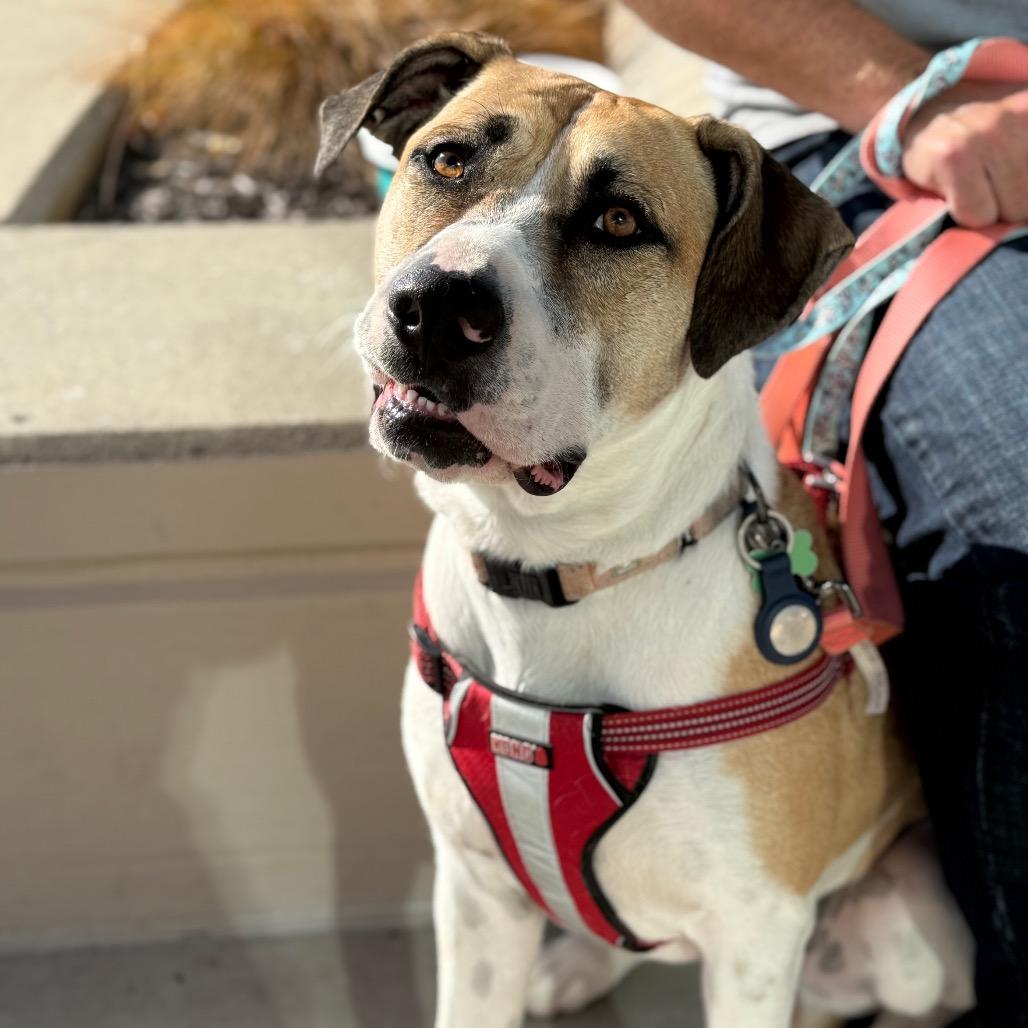 Olive, a Adoptable Mixed Breed in Olathe, KS image 5/5