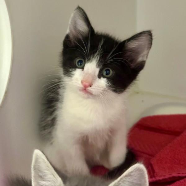 Goji Berry, Adoptable, Kitten Male Domestic Short Hair.