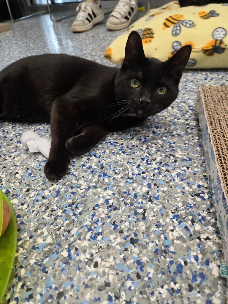 Cotton Candy, Adoptable, Kitten Male Domestic Short Hair.