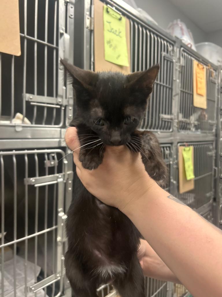 Enlarge Cotton Candy, a Adoptable mixed breed in Angola, IN image 2/3