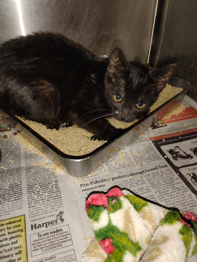 Enlarge Cotton Candy, a Adoptable mixed breed in Angola, IN image 3/3