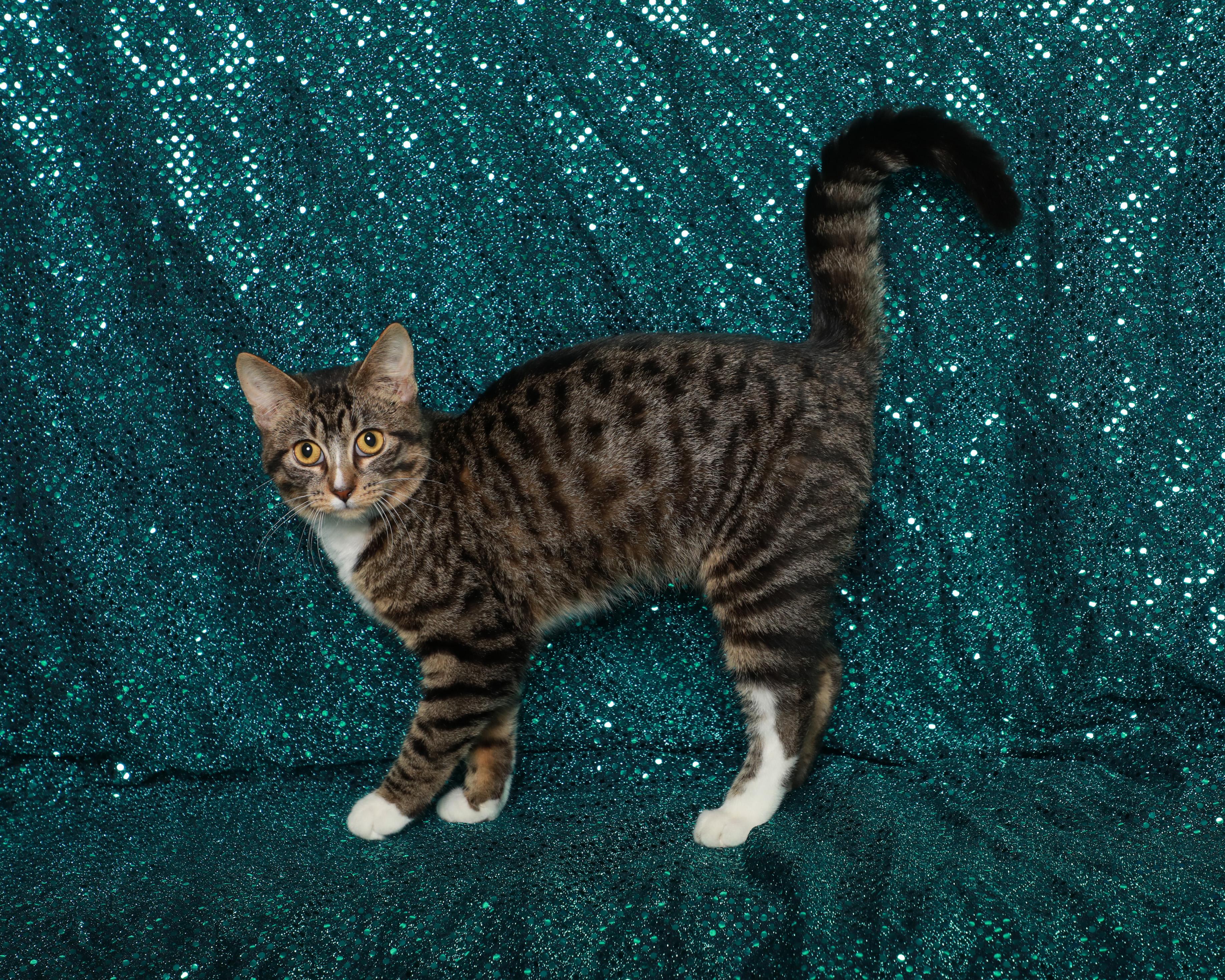 Versace Eros, Adoptable, Kitten Female Domestic Short Hair.