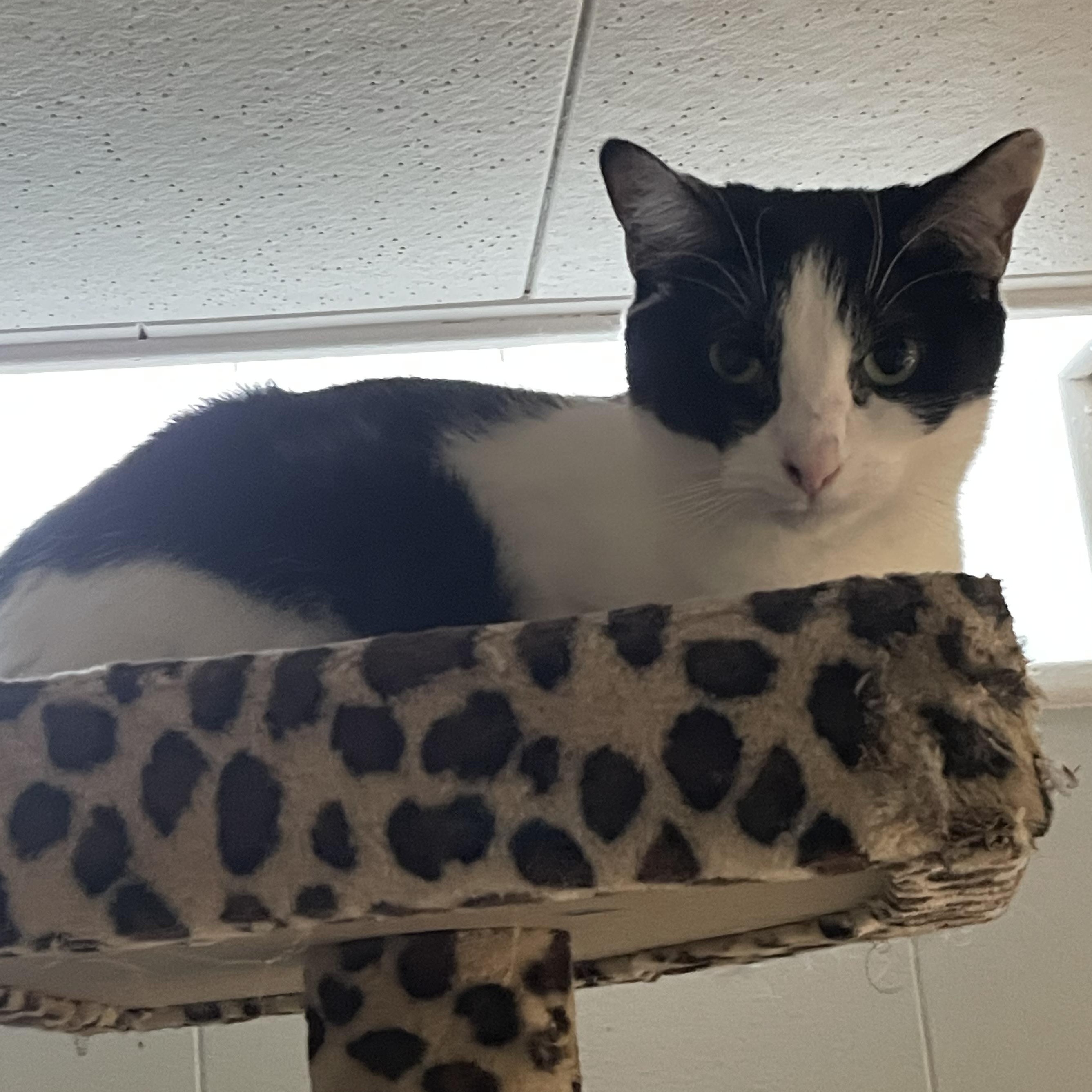 Joanie, a Adoptable Tuxedo in Garden City, MI image 1/4