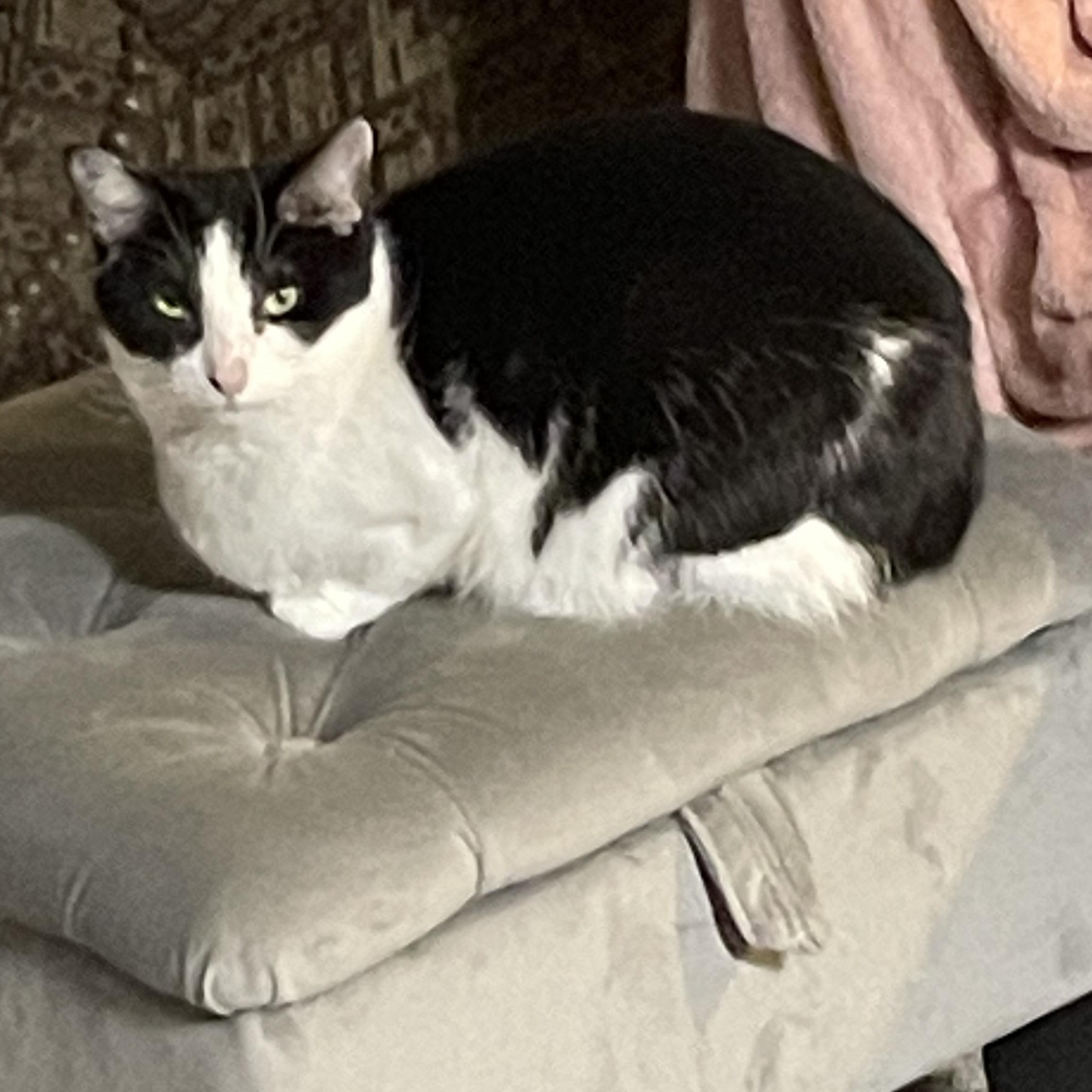 Joanie, a Adoptable Tuxedo in Garden City, MI image 2/4