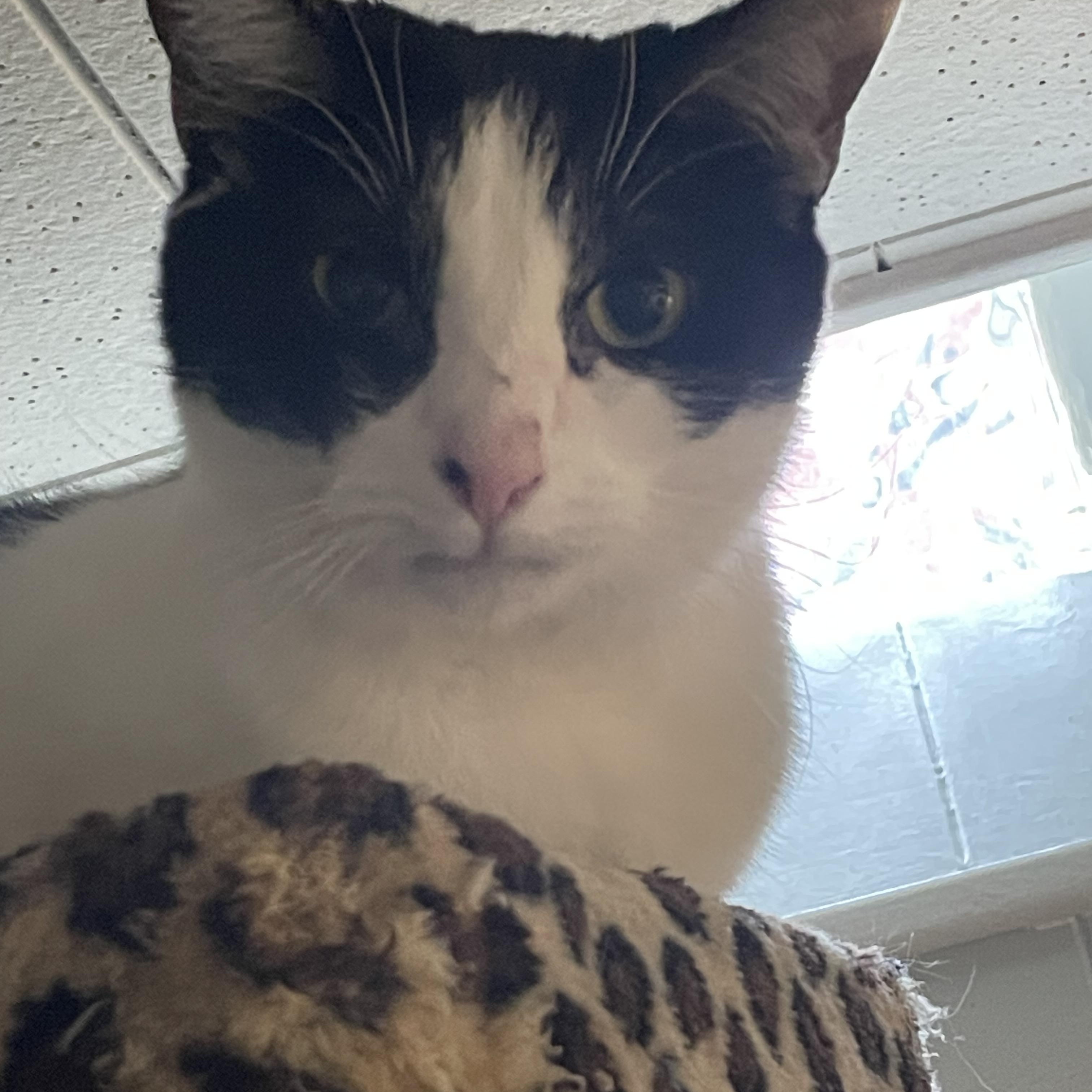 Joanie, a Adoptable Tuxedo in Garden City, MI image 3/4