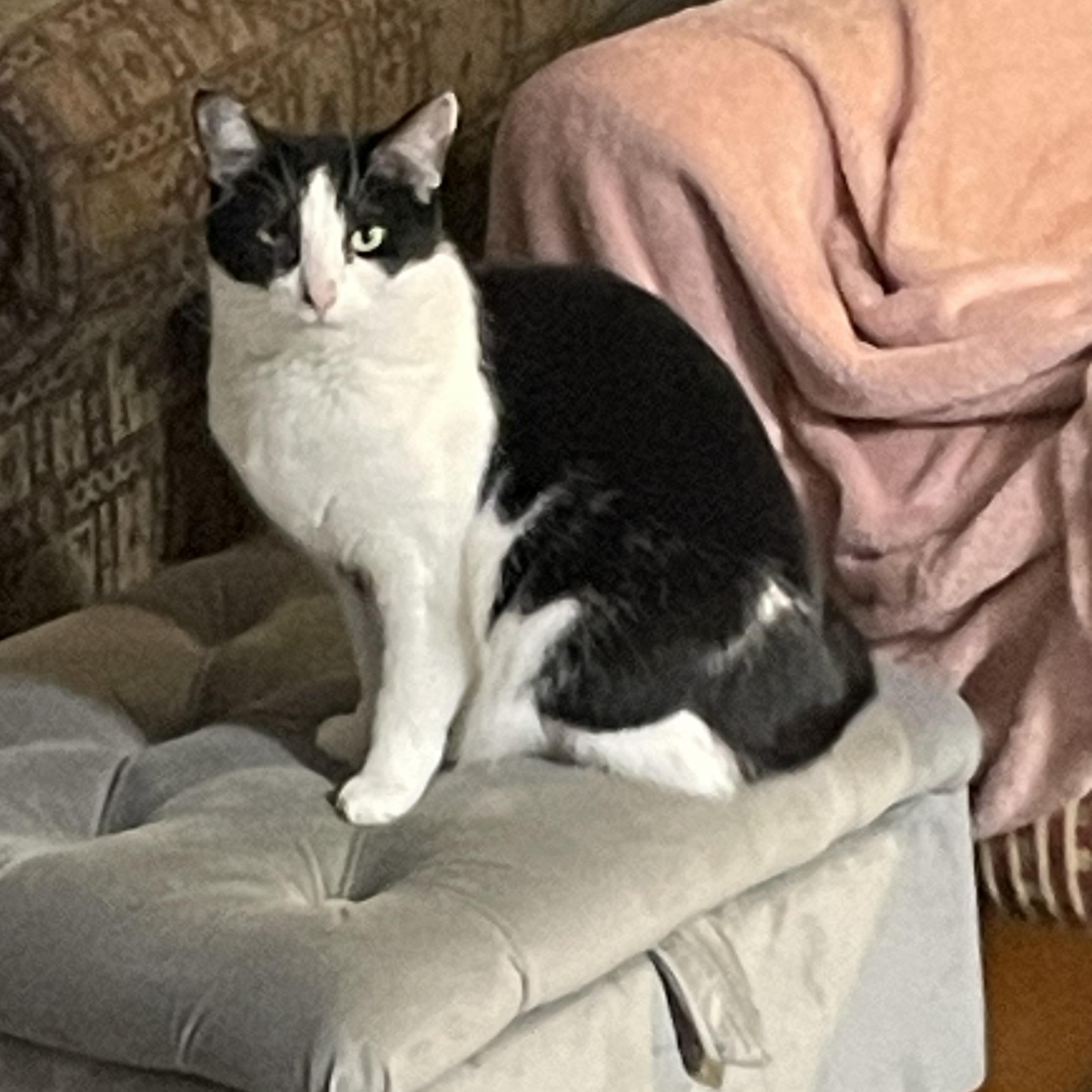 Joanie, a Adoptable Tuxedo in Garden City, MI image 4/4