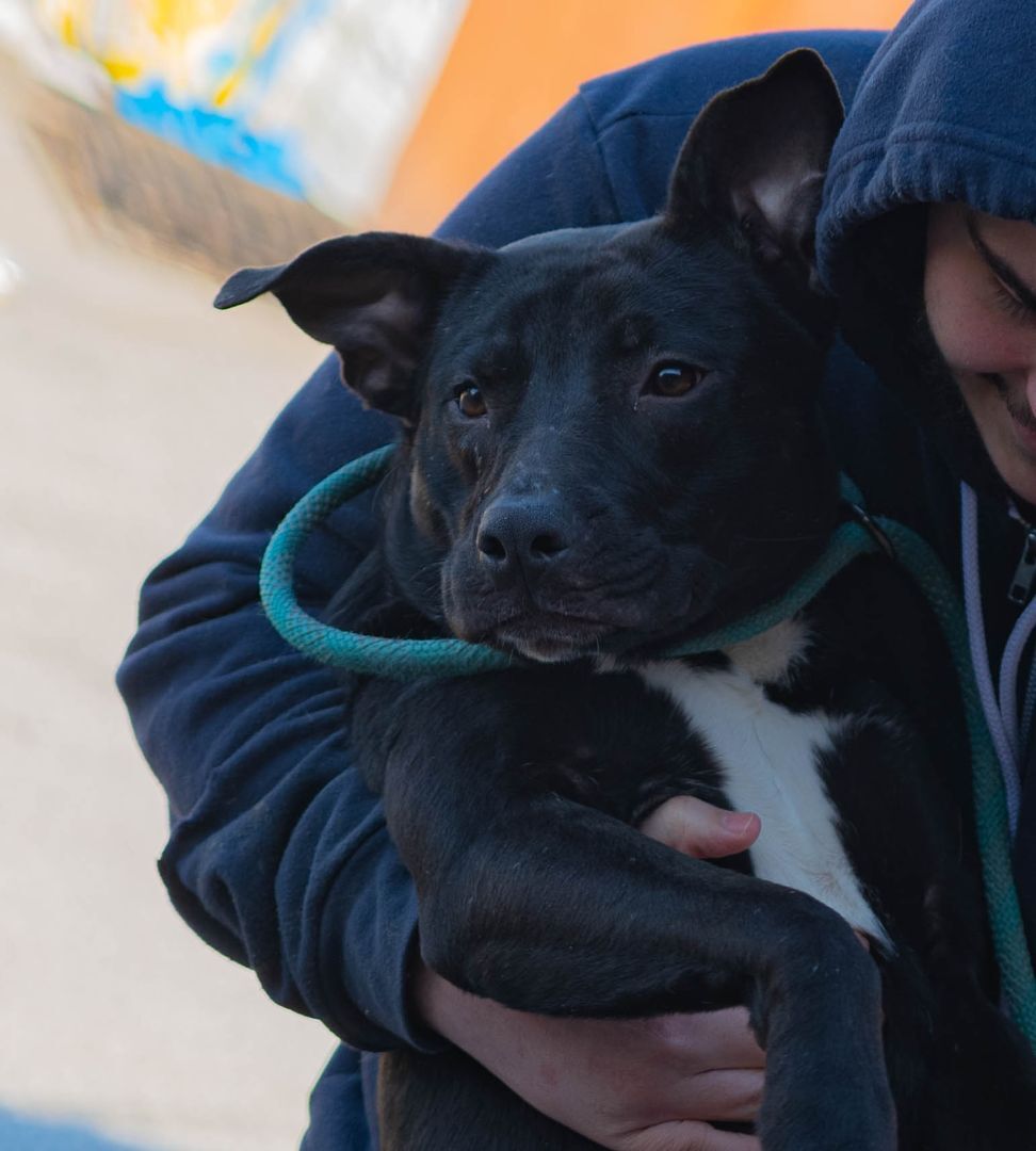Princess, a Adoptable mixed breed in Marion, IN image 1/2