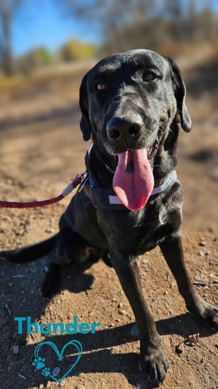 Enlarge Thunder, a Adoptable Labrador Retriever in Monte Vista, CO image 3/3