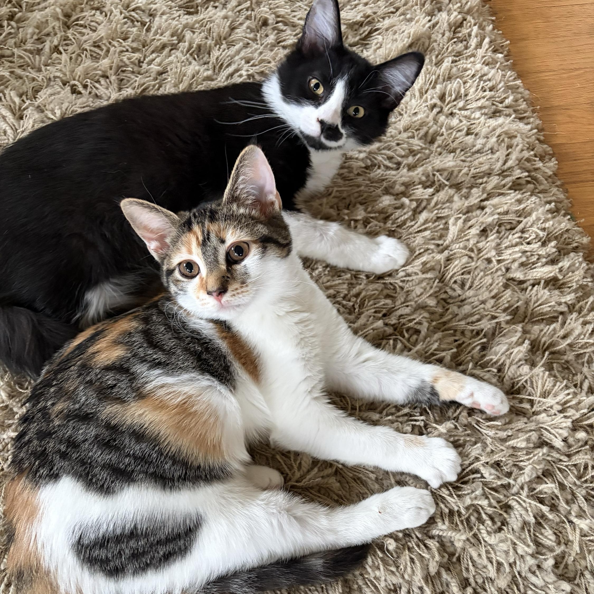 Primavera and Gatito, adopted, Kitten Female Domestic Short Hair.