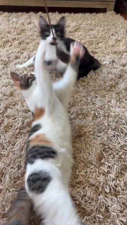 Enlarge Primavera and Gatito, an adopted Domestic Short Hair in Seattle, WA video 6/6