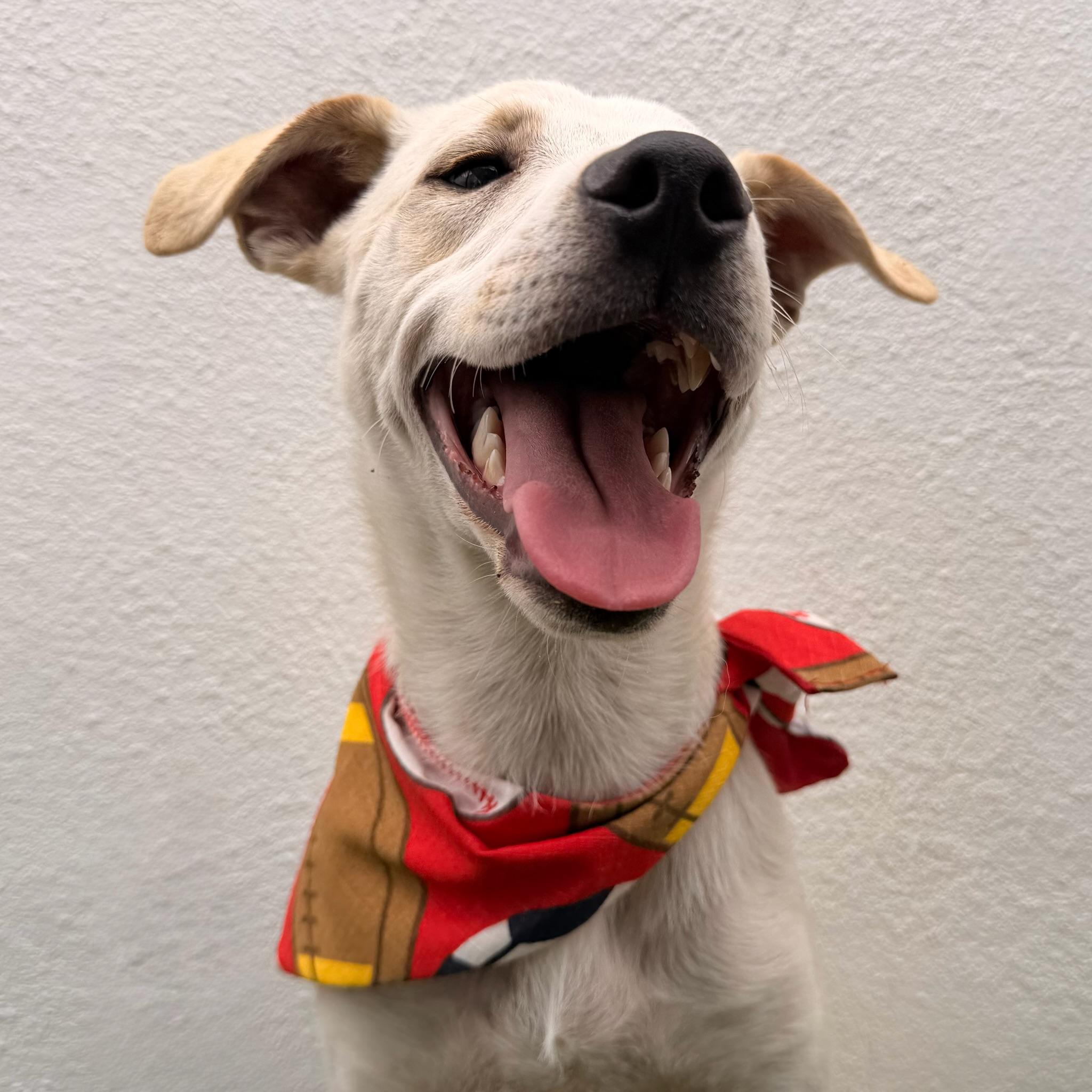 Enlarge FRITO, a ADOPTABLE mixed breed in La Jolla, CA image 3/6