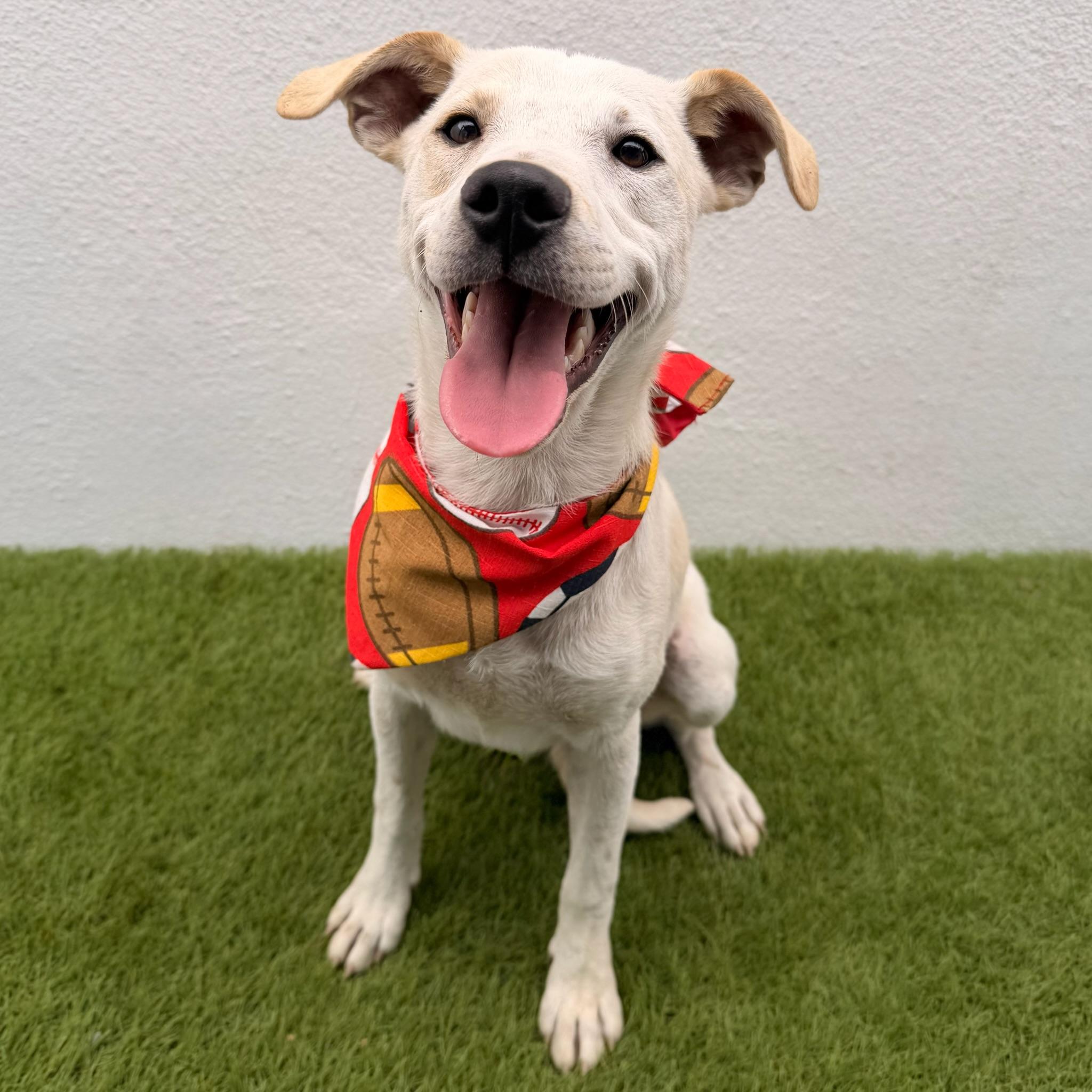 FRITO, ADOPTABLE, Puppy Male Dachshund & Jack Russell Terrier.