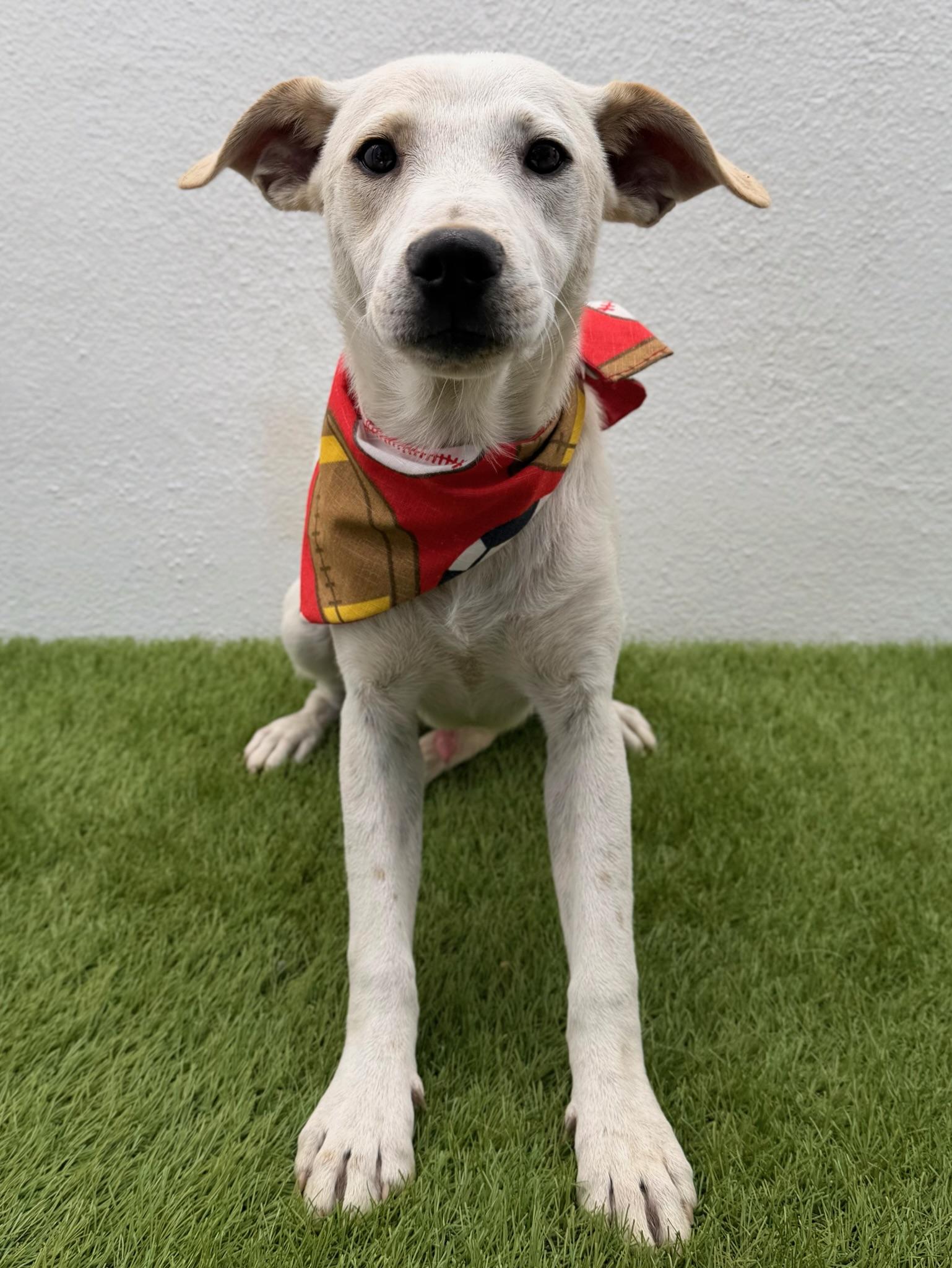 Enlarge FRITO, a ADOPTABLE mixed breed in La Jolla, CA image 5/6