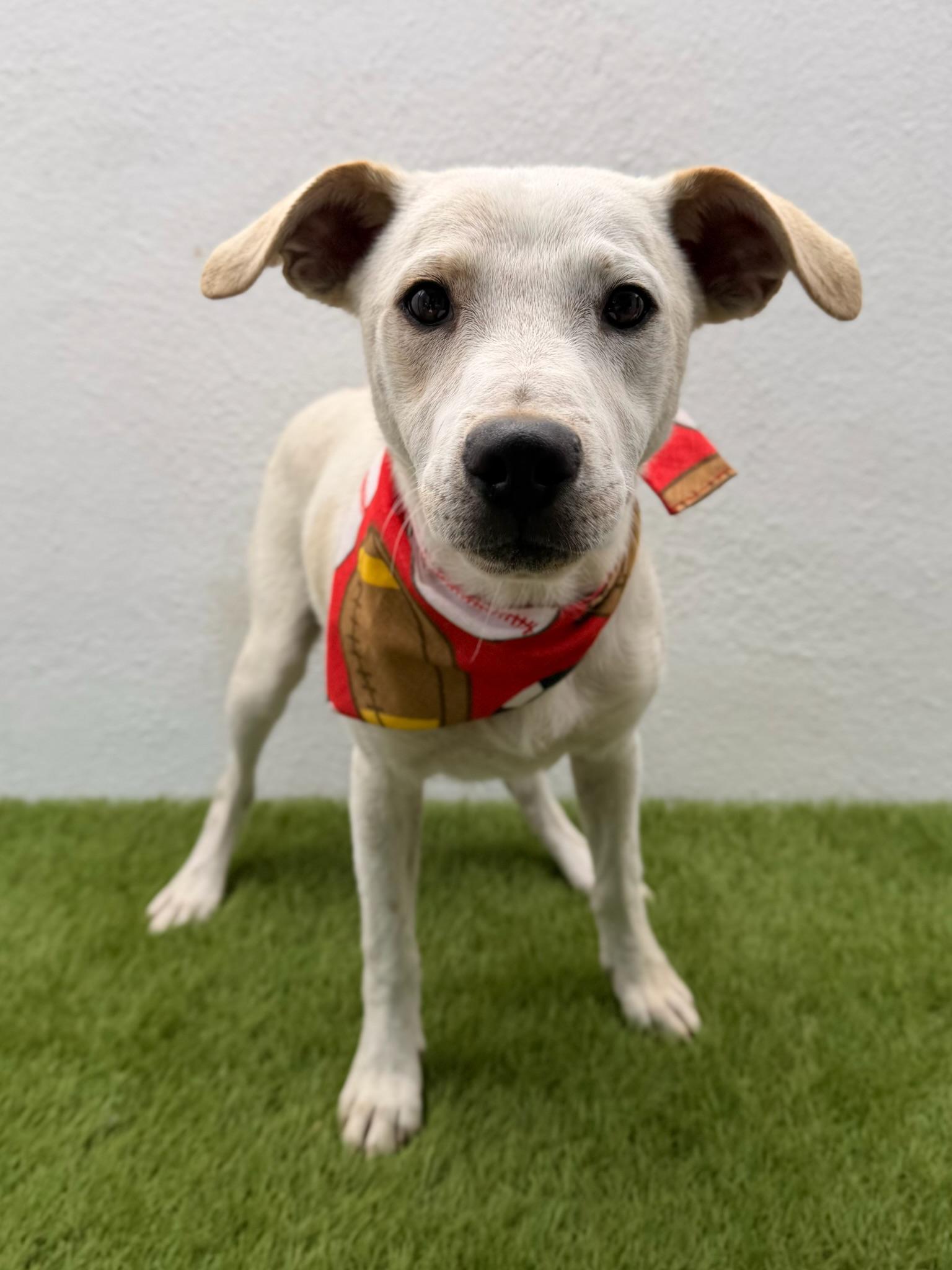 Enlarge FRITO, a ADOPTABLE mixed breed in La Jolla, CA image 2/6