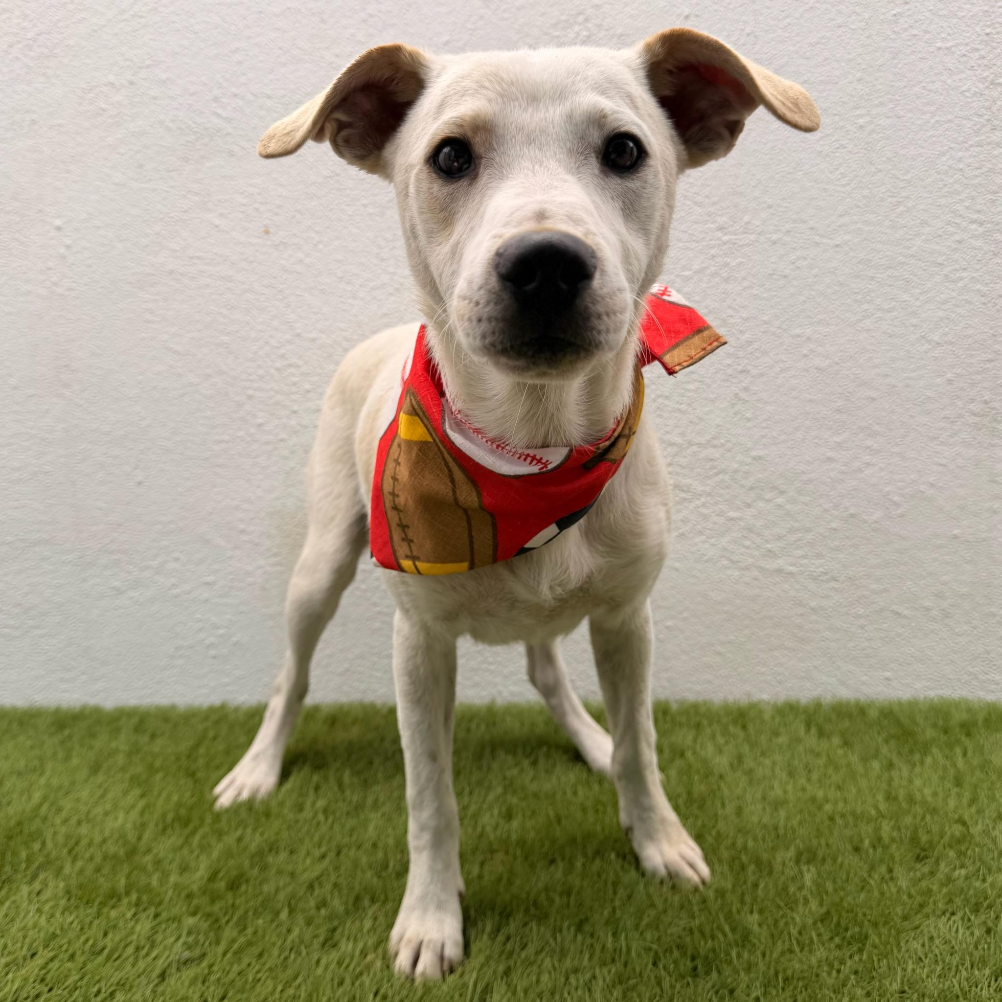 Enlarge FRITO, a ADOPTABLE mixed breed in La Jolla, CA image 4/6