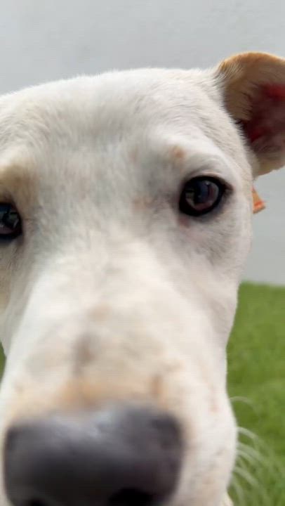 Enlarge FRITO, a ADOPTABLE mixed breed in La Jolla, CA video 6/6
