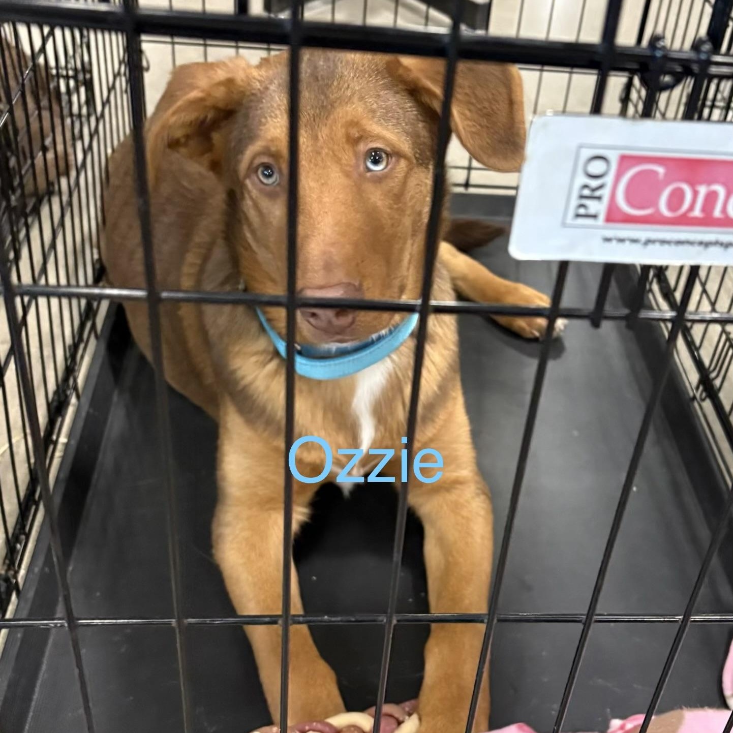 Ozzie, Adoptable, Young Male German Shepherd Dog & Husky.