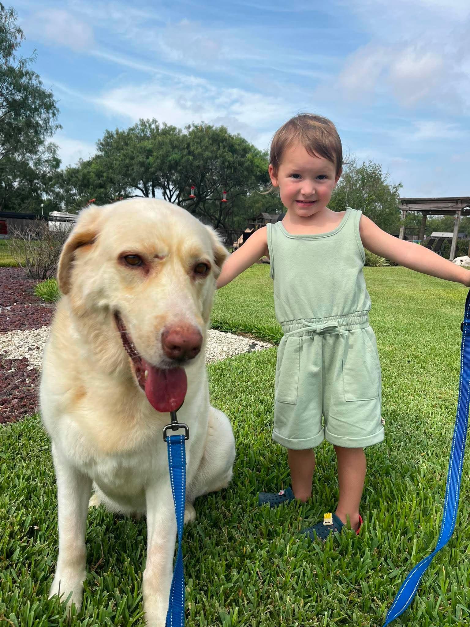 Bruno Mars - A Gentle Giant, Adoptable, Adult Male Labrador Retriever & Great Pyrenees.