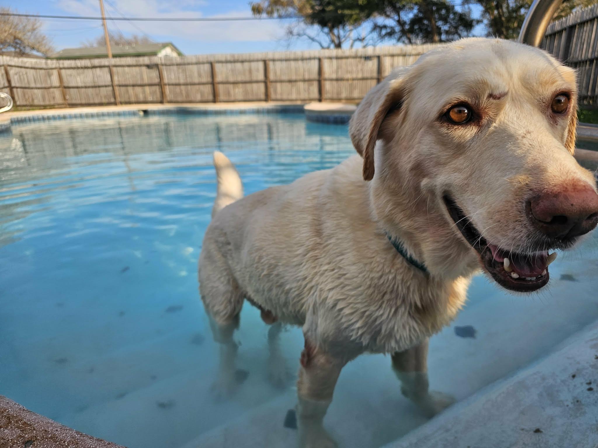 Enlarge Bruno Mars - A Gentle Giant, a Adoptable mixed breed in Denver, CO image 4/6