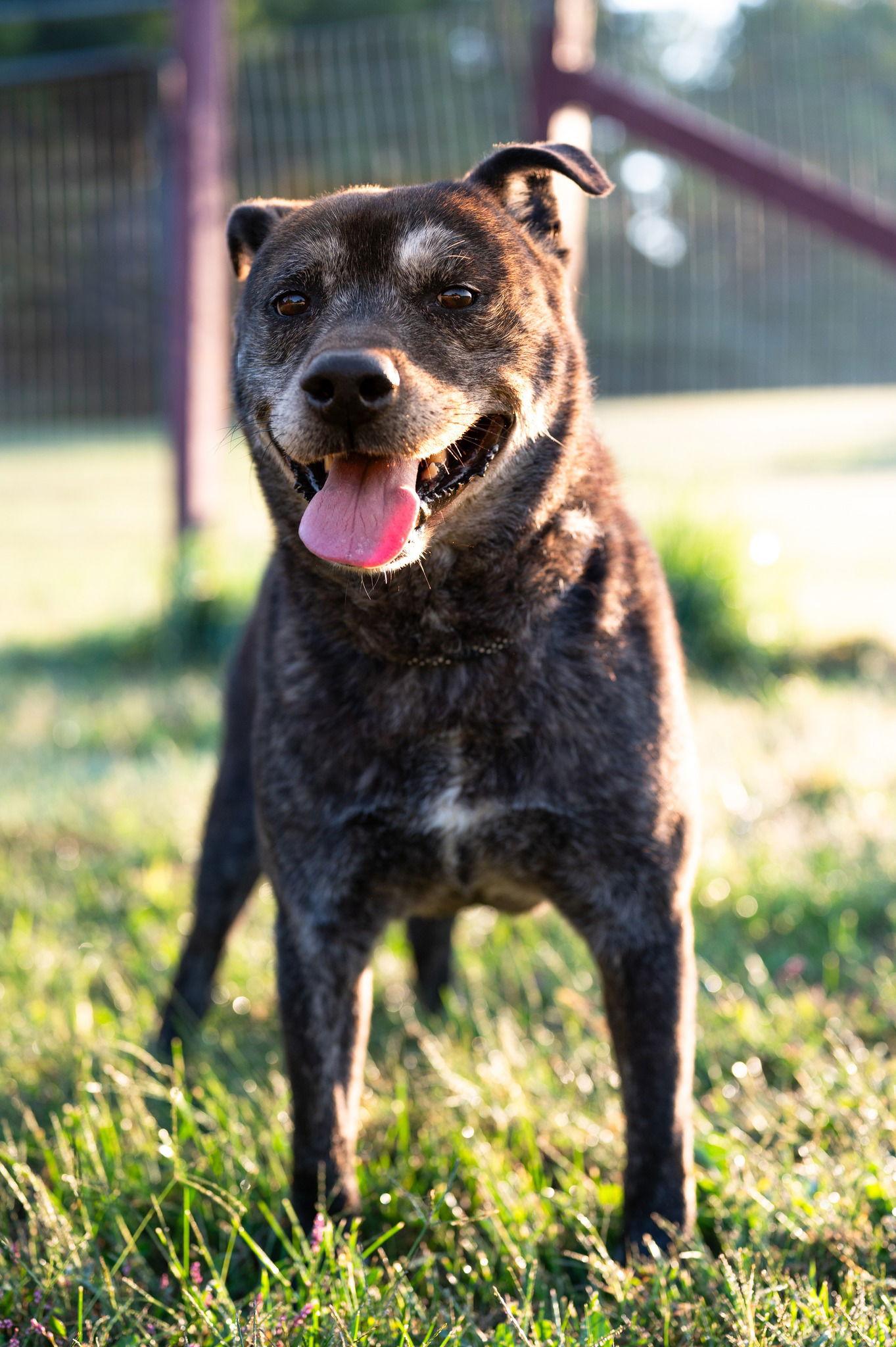 Enlarge Aspen, a Adoptable Mountain Cur in Poland, IN image 1/3