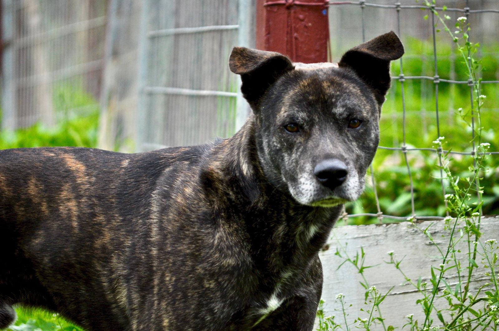Enlarge Aspen, a Adoptable Mountain Cur in Poland, IN image 2/3
