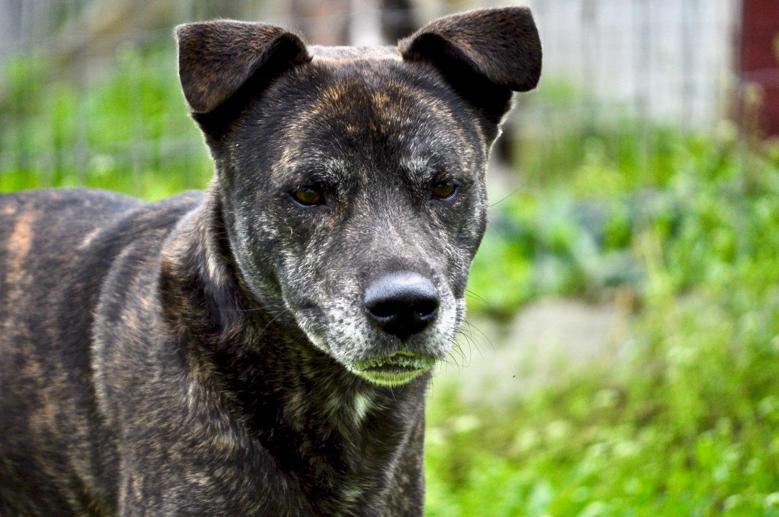 Enlarge Aspen, a Adoptable Mountain Cur in Poland, IN image 3/3