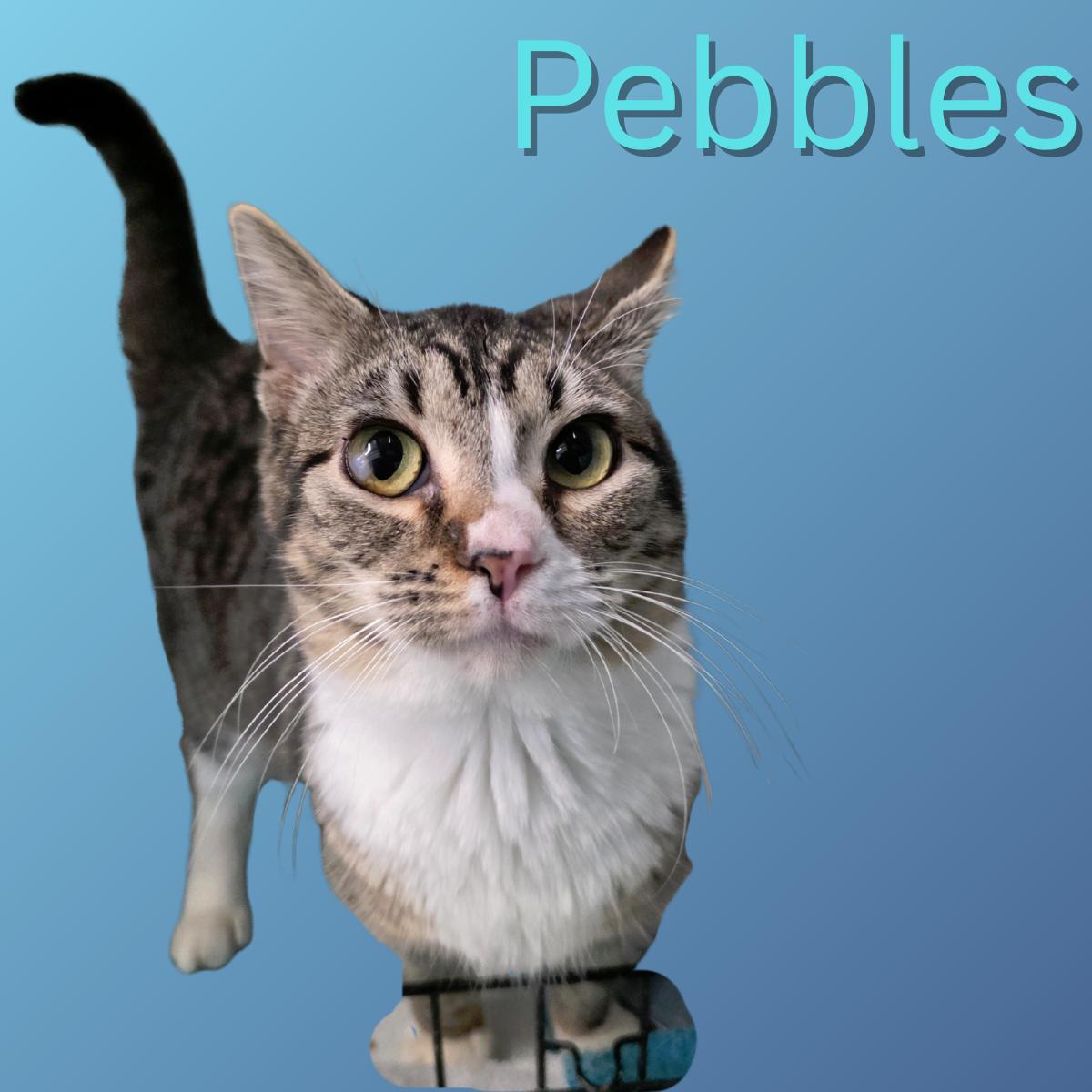 Pebbles, ADOPTABLE, Young Female Domestic Short Hair.