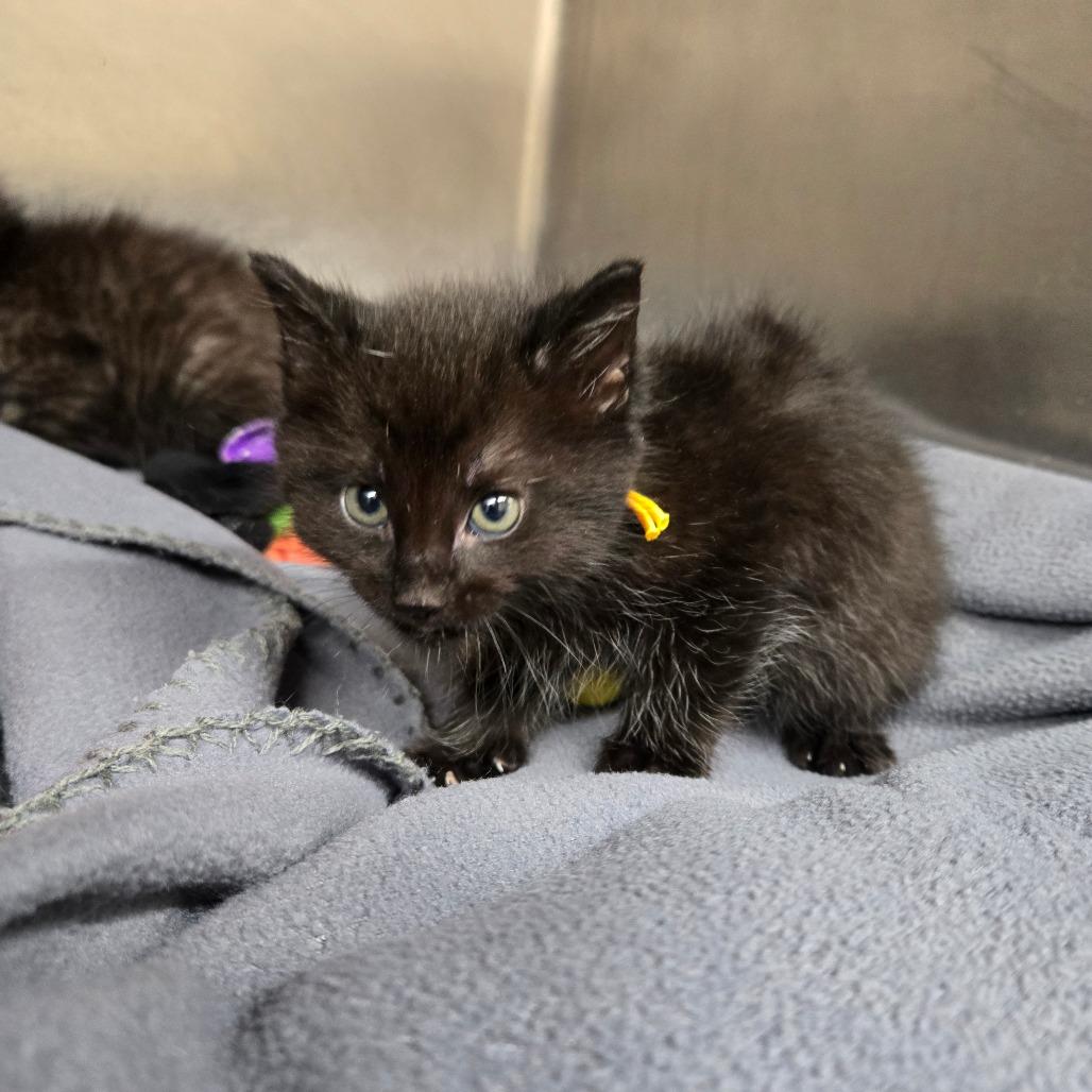 Tar (White Collar), Adoptable, Kitten Male Domestic Short Hair.