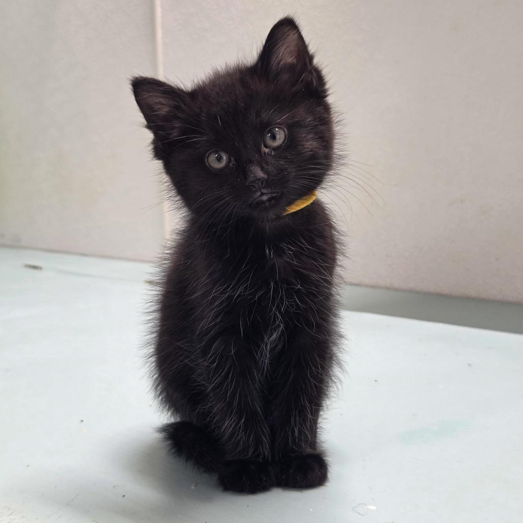 Tar (White Collar), a Adoptable Domestic Short Hair in Newport, TN image 2/2