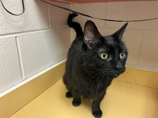 OBSIDIAN MOON, Adoptable, Adult Female Domestic Short Hair.