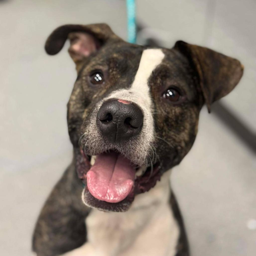 Drake, Adoptable, Young Male Pit Bull Terrier.