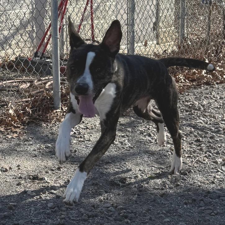 Enlarge Drake, a Adoptable mixed breed in Martinsville, VA image 2/6