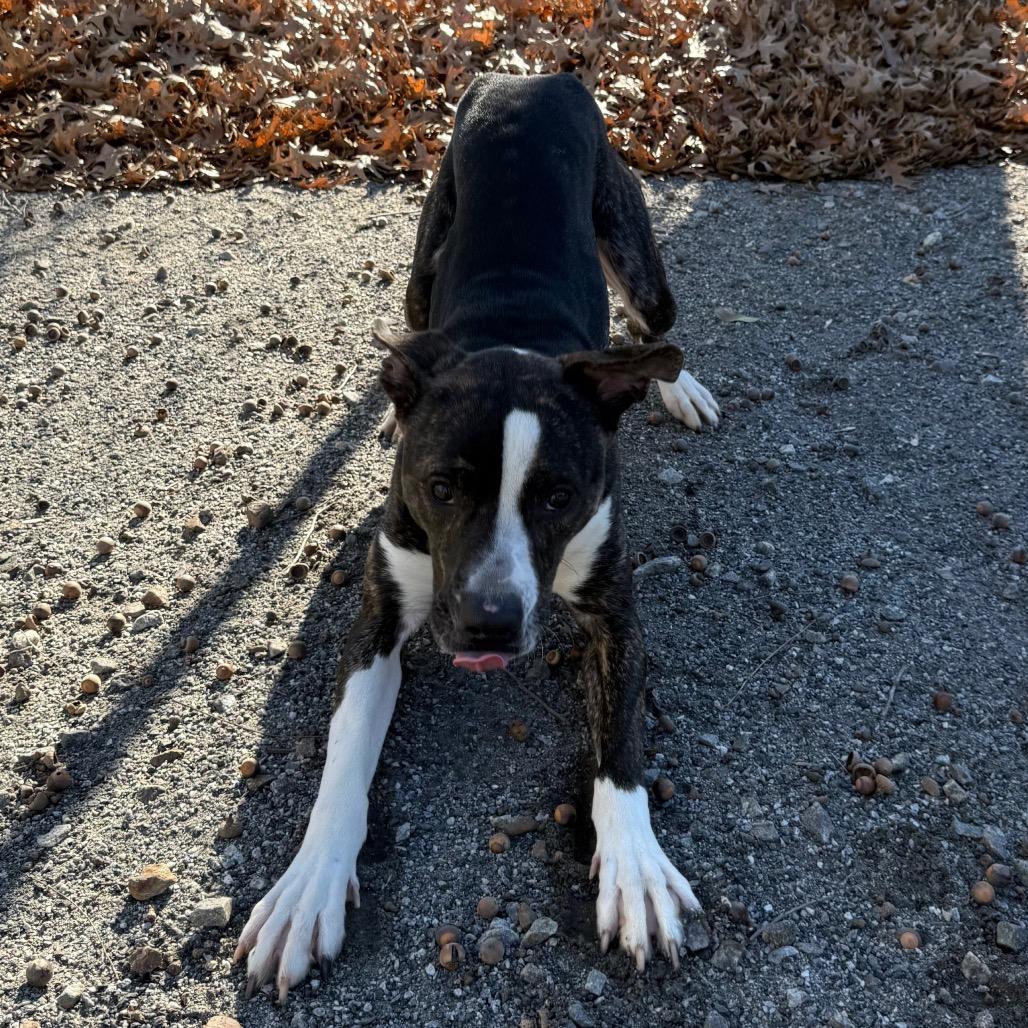 Enlarge Drake, a Adoptable mixed breed in Martinsville, VA image 2/6