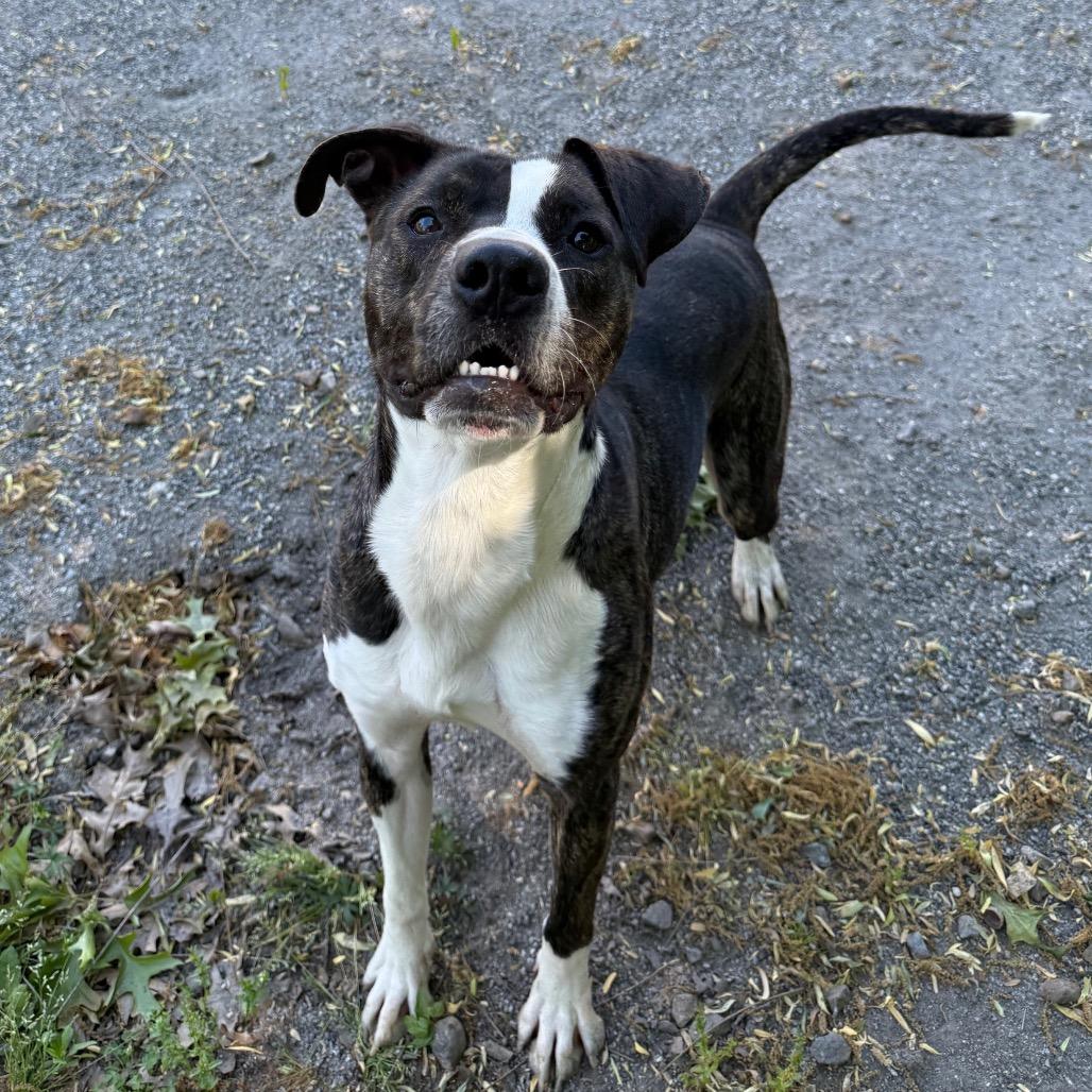 Enlarge Drake, a Adoptable mixed breed in Martinsville, VA image 3/6
