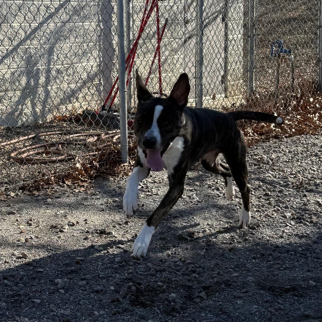 Enlarge Drake, a Adoptable mixed breed in Martinsville, VA image 3/6