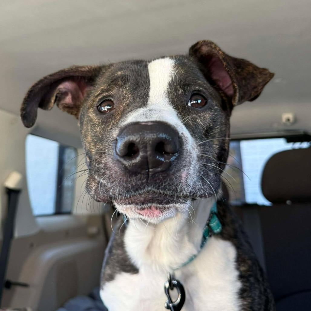 Enlarge Drake, a Adoptable mixed breed in Martinsville, VA image 4/6
