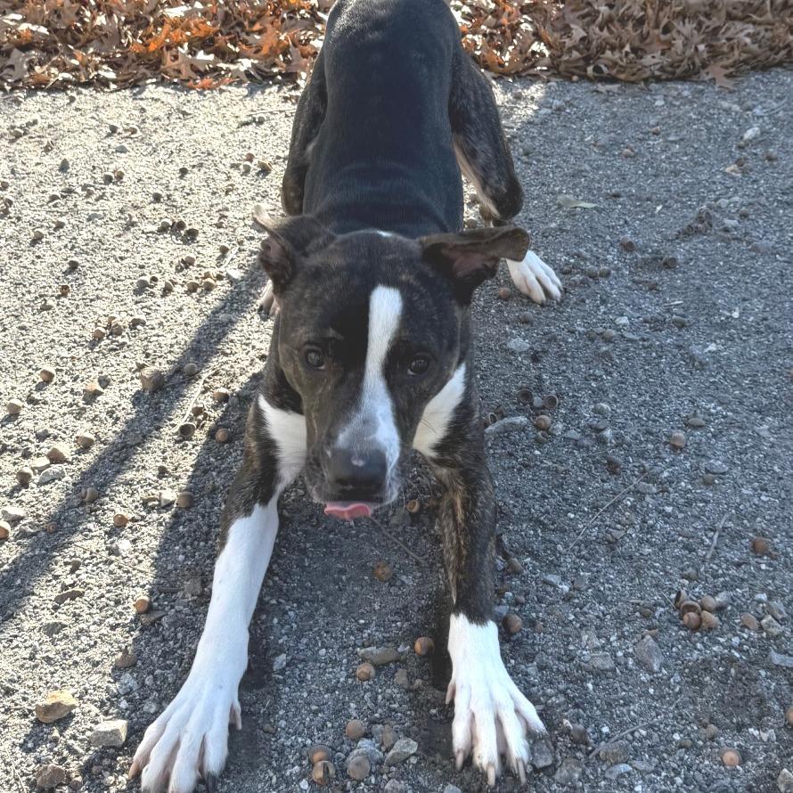 Enlarge Drake, a Adoptable mixed breed in Martinsville, VA image 4/6