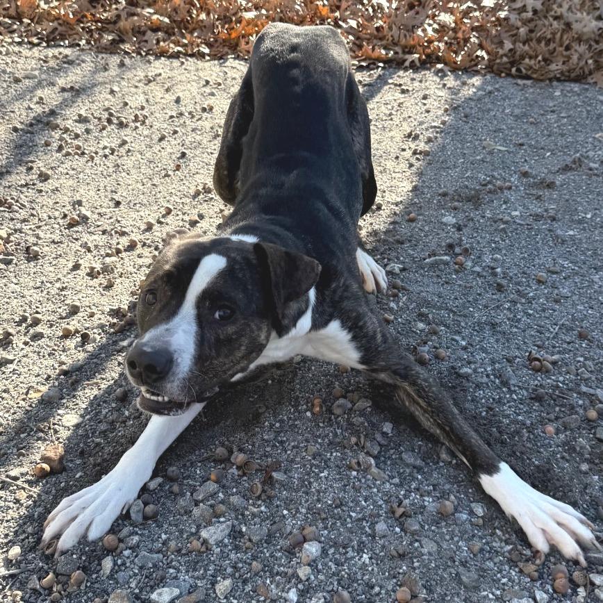 Enlarge Drake, a Adoptable mixed breed in Martinsville, VA image 5/6