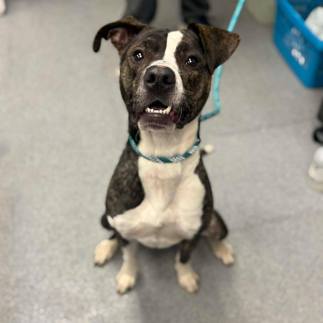 Enlarge Drake, a Adoptable mixed breed in Martinsville, VA image 5/6