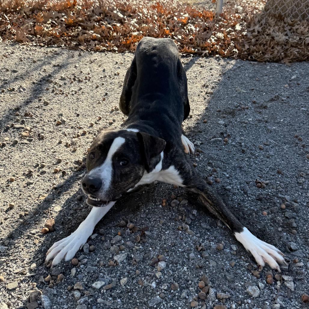 Enlarge Drake, a Adoptable mixed breed in Martinsville, VA image 6/6