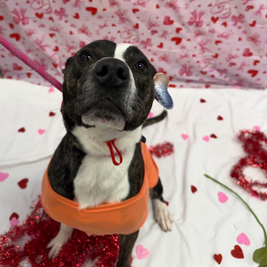 Enlarge Drake, a Adoptable mixed breed in Martinsville, VA image 6/6