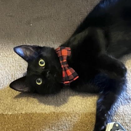 Geoffrey, ADOPTABLE, Kitten Male Domestic Short Hair.
