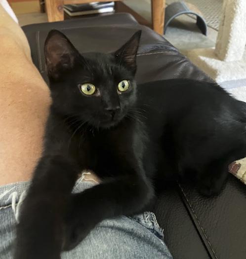 Geoffrey, a ADOPTABLE Domestic Short Hair in Elk Grove, CA image 2/2