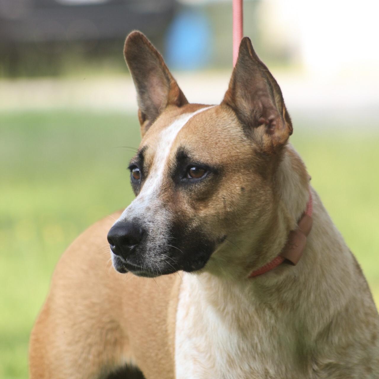 Enlarge Harriet, a Adoptable mixed breed in Sayreville, NJ image 4/6