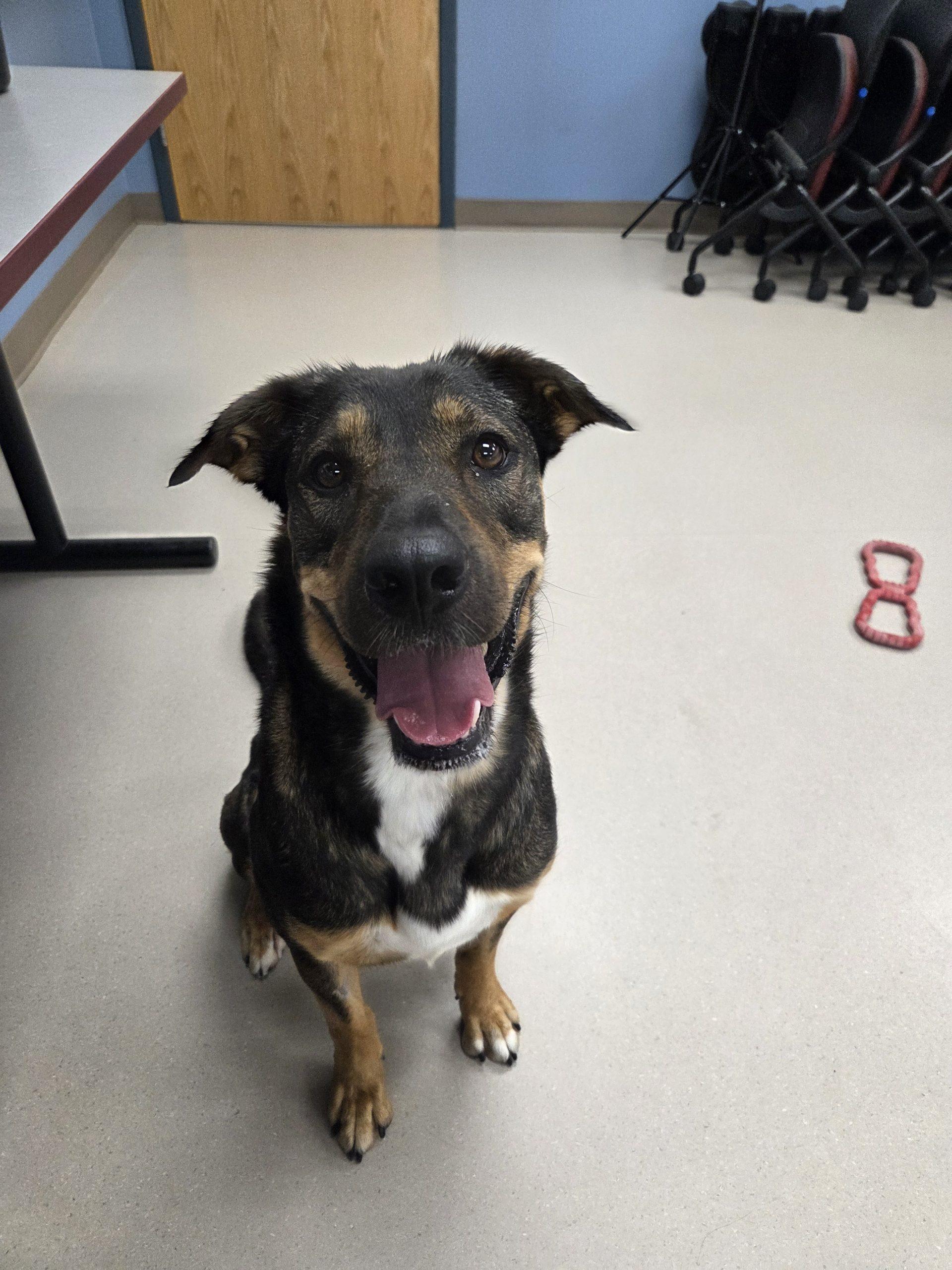 Enlarge Suki, a Adoptable mixed breed in Grand Junction, CO image 1/6
